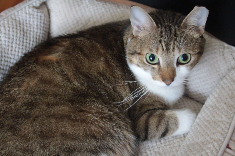 beau-sitting-in-his-bed