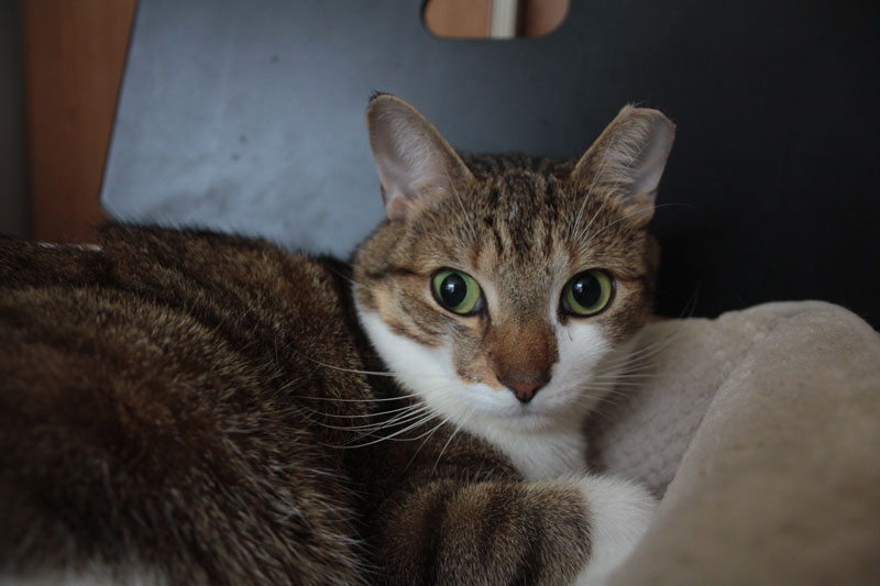 beau-sitting-in-his-bed-2