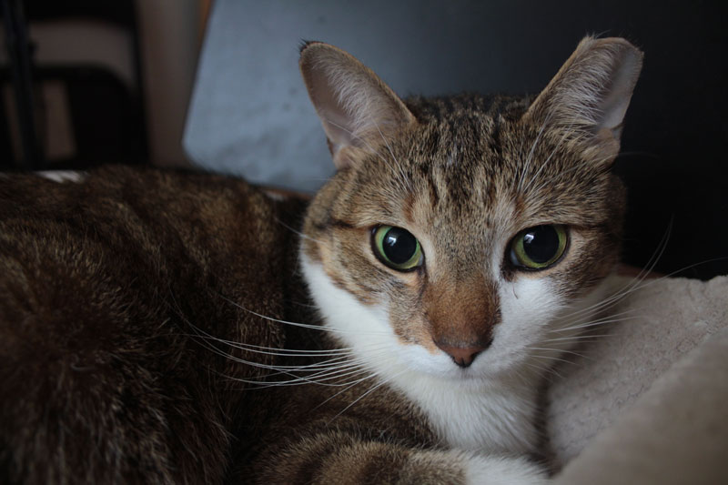 beau-sitting-in-his-bed-3