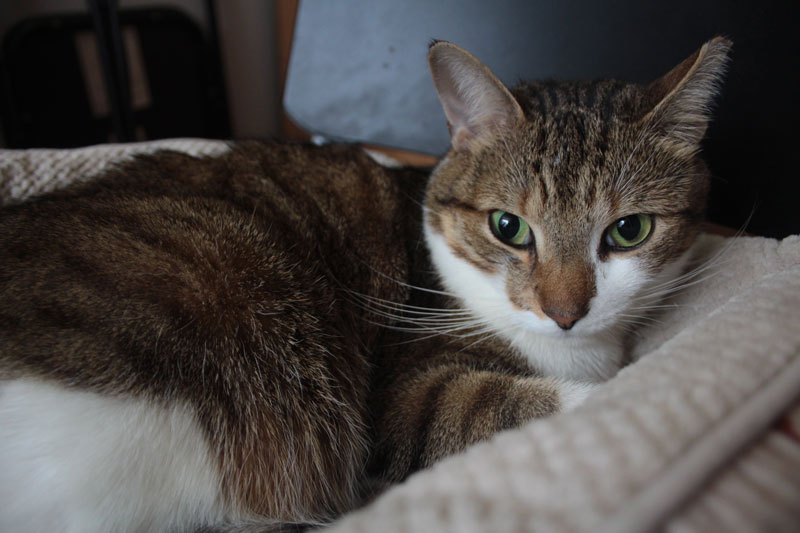 beau-sitting-in-his-bed-4