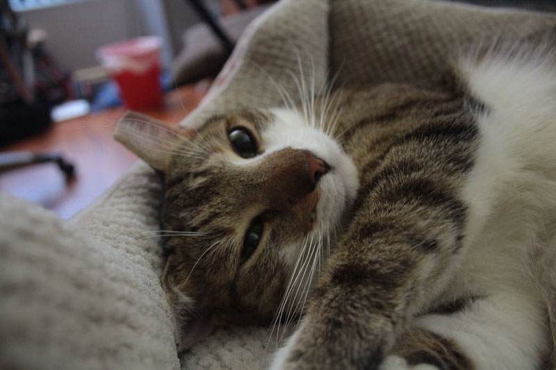 beau-sitting-in-his-bed-8