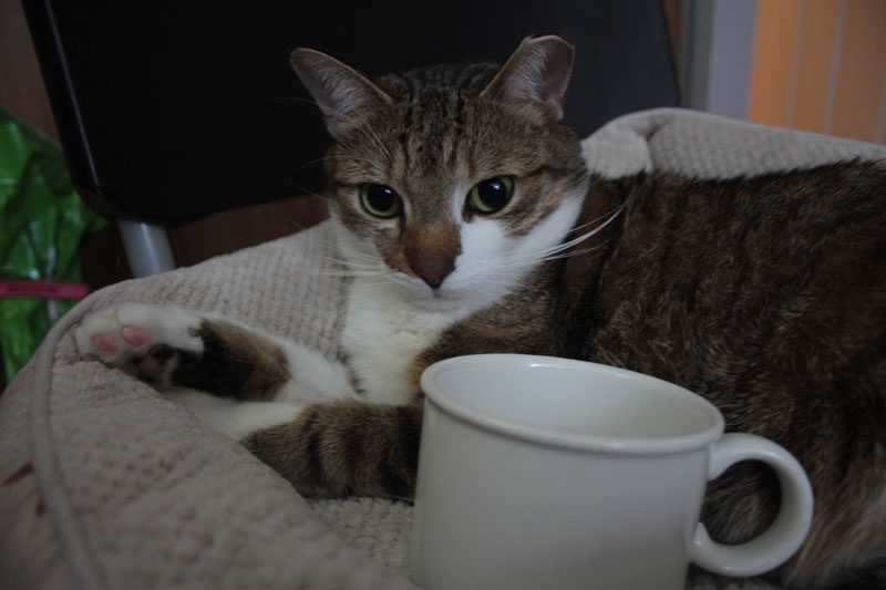 Can Cats or Dogs Drink Coffee? Is Coffee Toxic To My Pet?