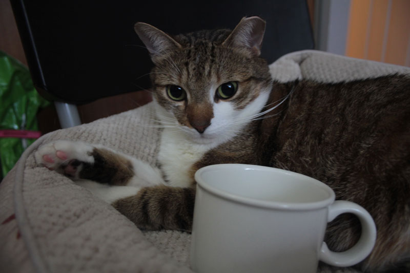 coffee-cats-beau