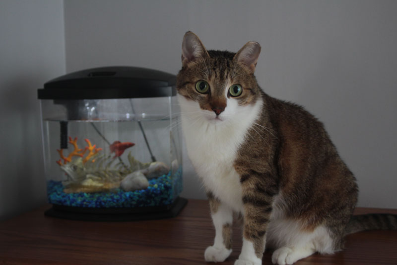 leaving-my-pets