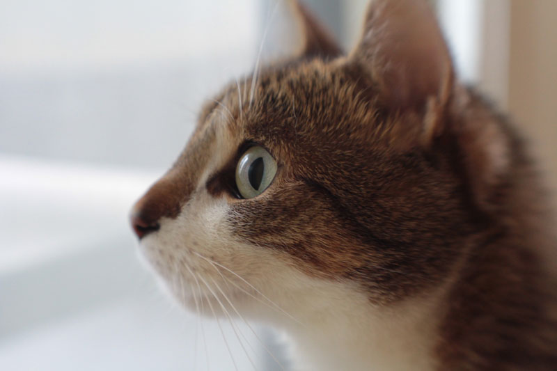 headshots-with-beau-7