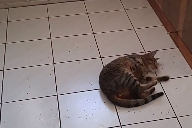 walker-with-catnip