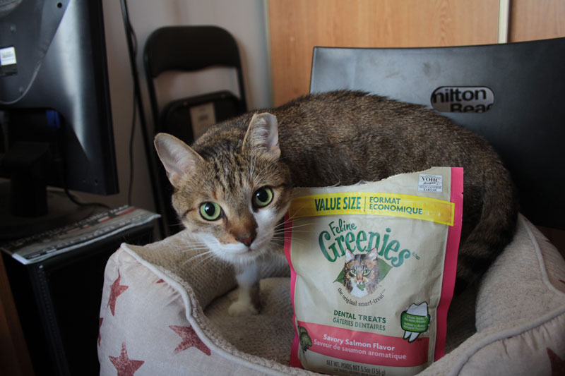 greenies