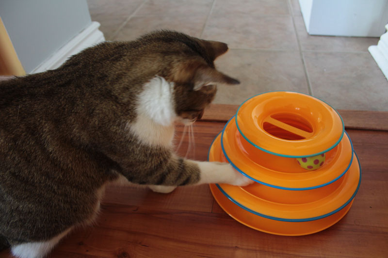 pet-stages-tower-track