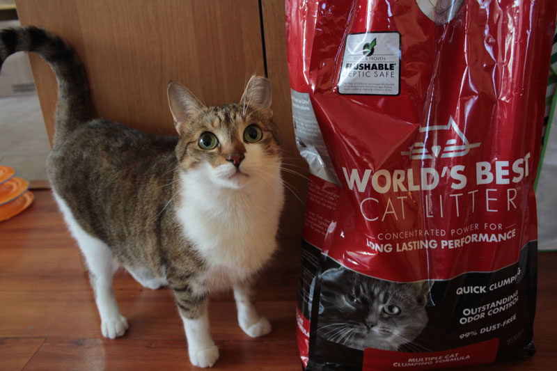 REVIEW: World’s Best Cat Litter (Multi-Cat)