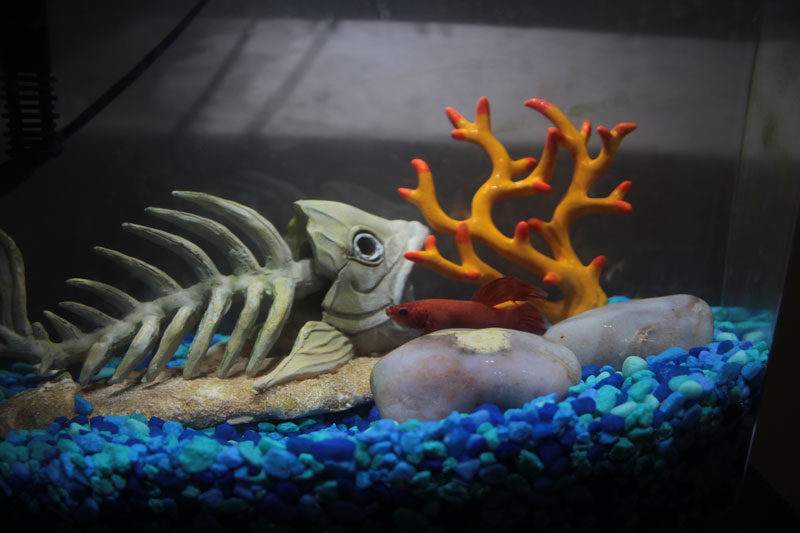 How Do Betta Fish Sleep?