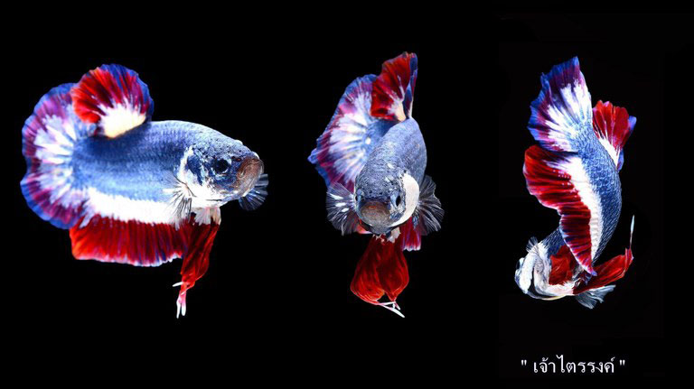 betta-fish-auction