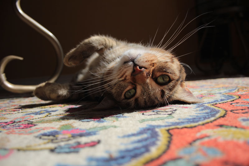 walker-in-the-sunlight-1