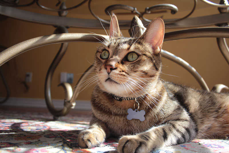 walker-in-the-sunlight-2