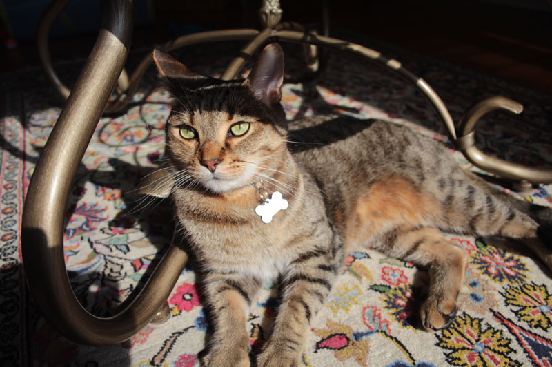 walker-in-the-sunlight-3