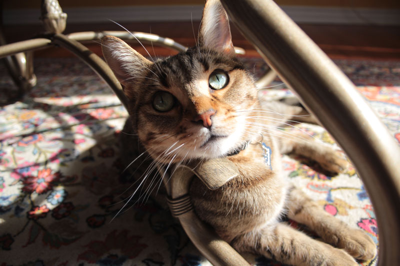 walker-in-the-sunlight-4
