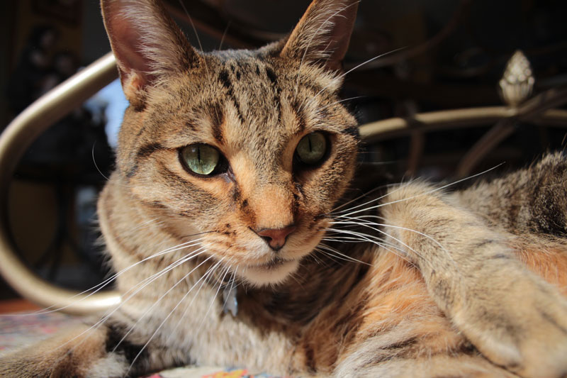 walker-in-the-sunlight-5