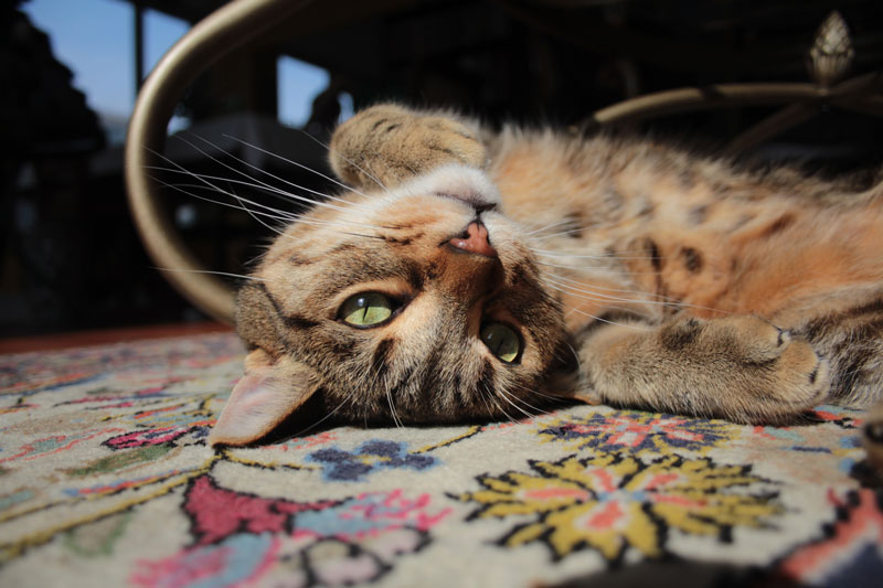 walker-in-the-sunlight-6