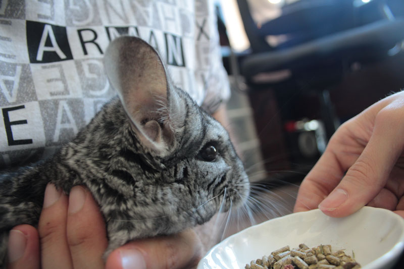 meet-gary-chinchilla-1