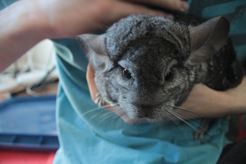 meet-gary-chinchilla-2
