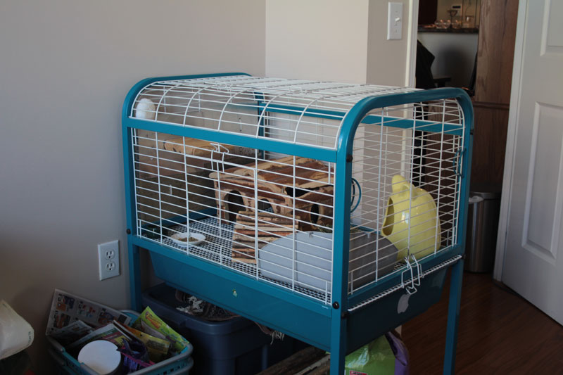 meet-gary-chinchilla-cage-2
