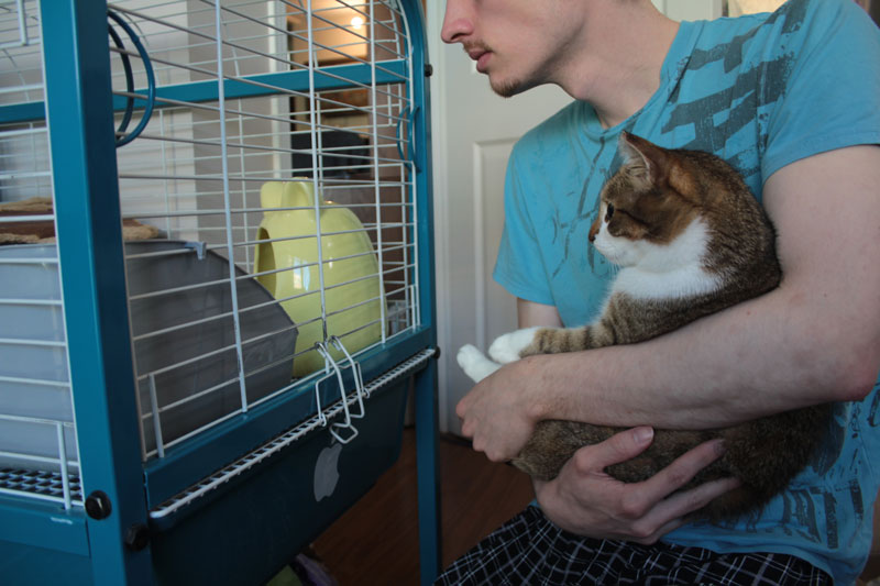 beau-and-gary-chinchilla-cat