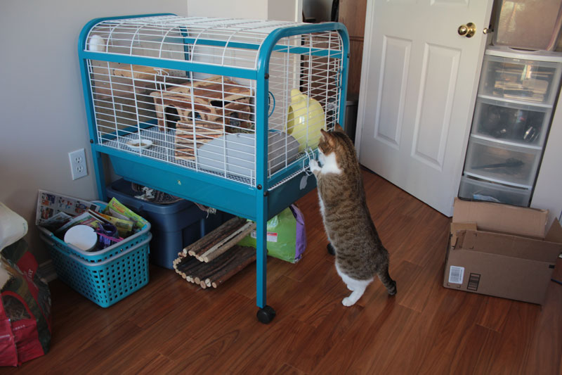 bea-meeting-gary-2-chinchilla-cat