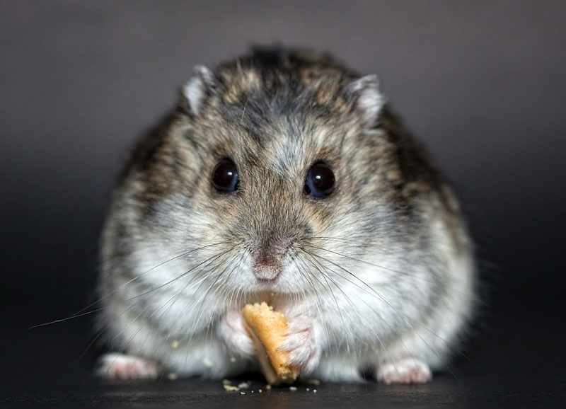 dwarf-hamster