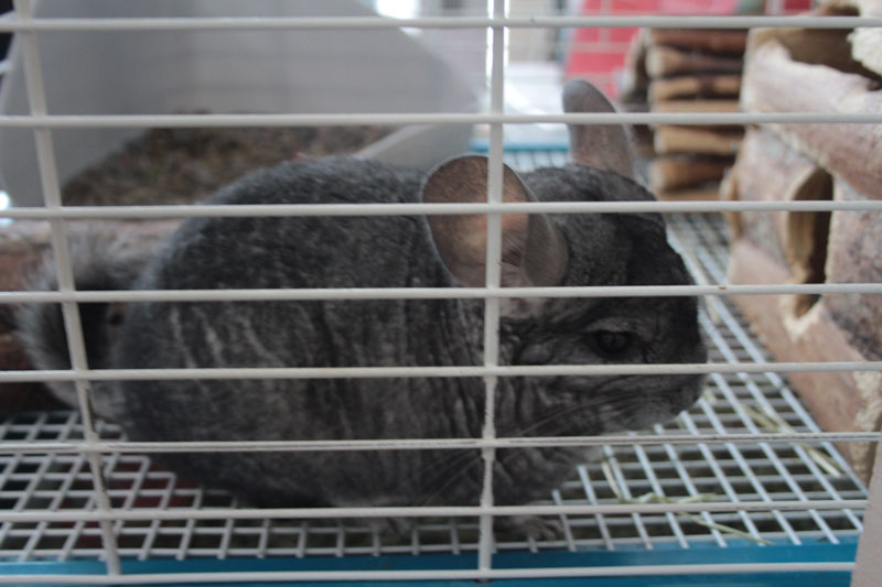 chinchilla-life-span