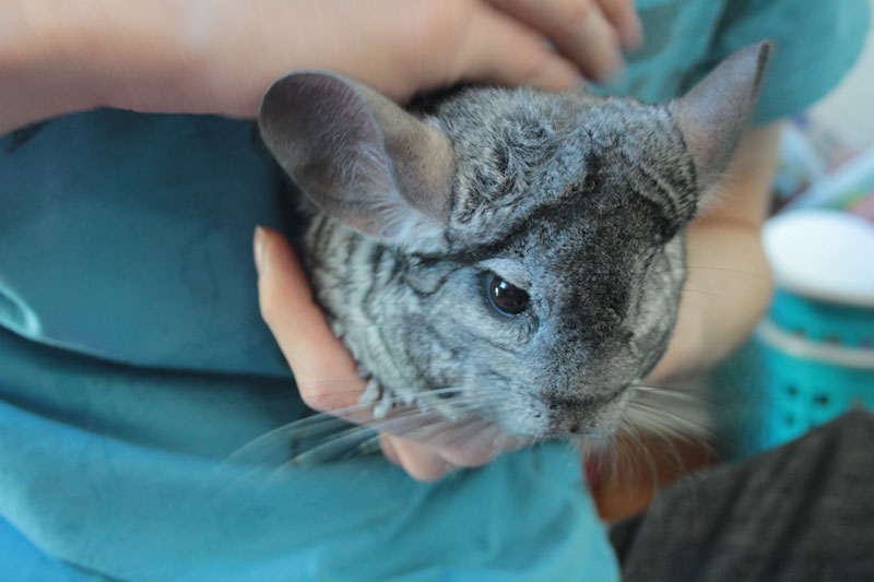 gary-being-pet-2