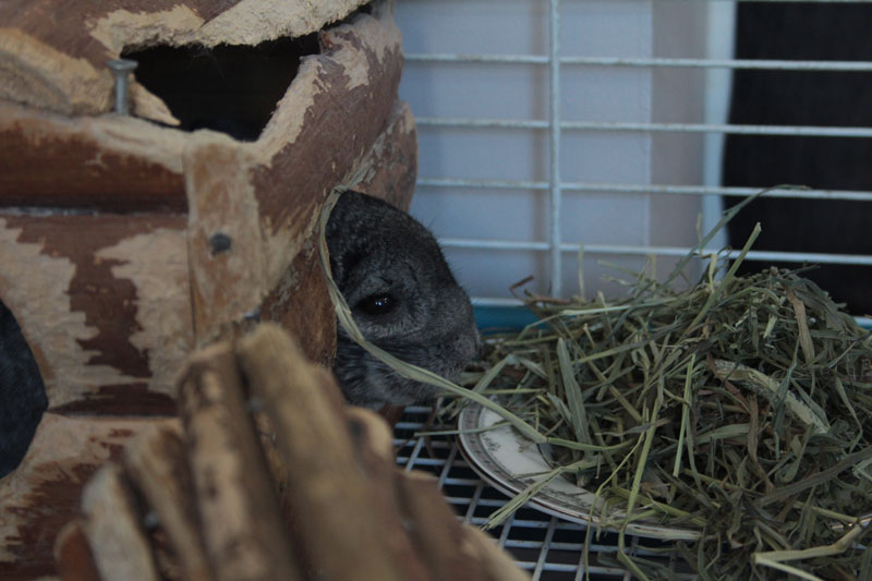 gary-in-his-house