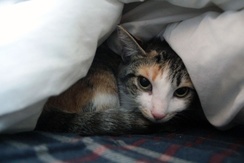 kalista-hiding