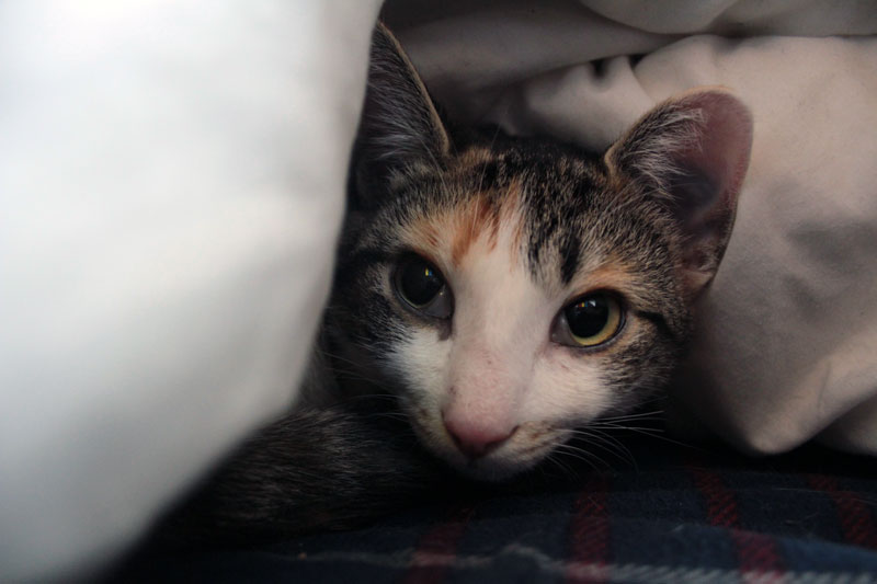 kalista-hiding-2