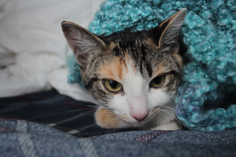 kalista-in-bed-5