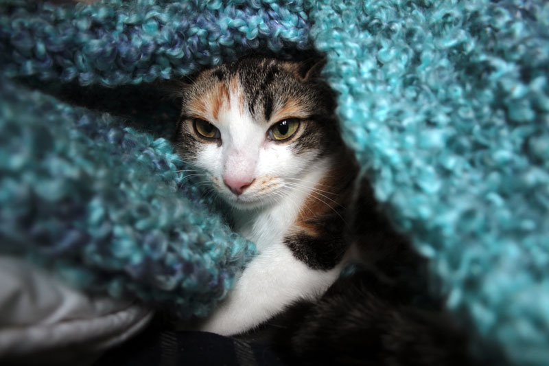 kalista-in-bed-6