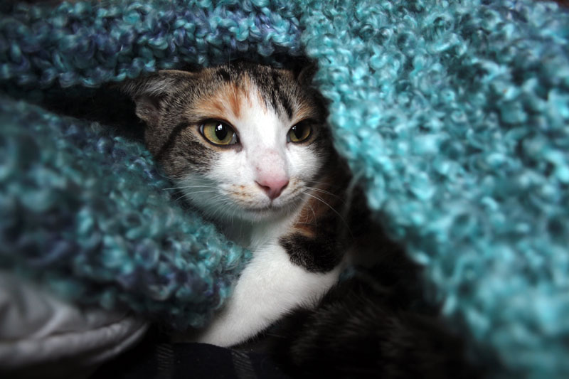 kalista-in-bed-7