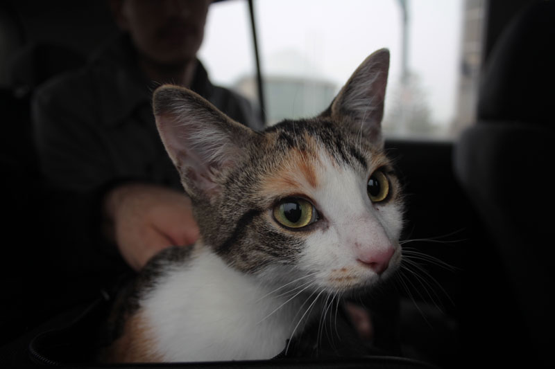 kalista-in-car-1