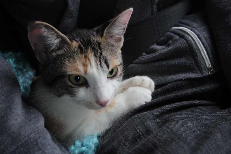 kalista-in-car-3
