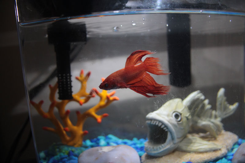 Our Top & Bottom Betta Fish Tanks (And why we like/dislike them!)