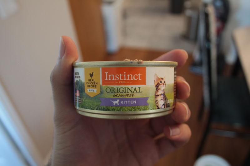 instinct-kitten