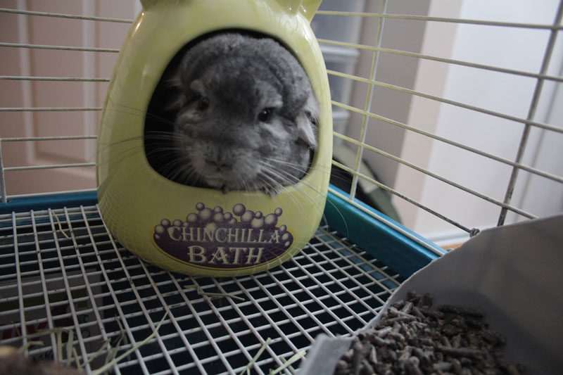 Dust Baths with Gary our Chinchilla (Cute Chinchilla Story)
