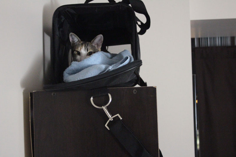 kalista-in-carrier