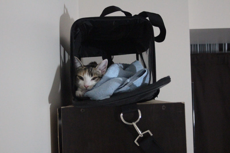 kalista-in-carrier-2