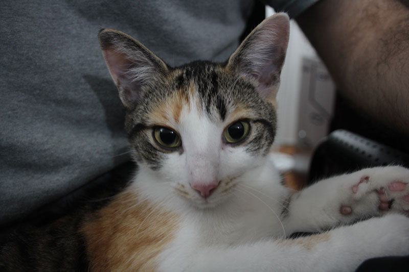 kalista-sitting-in-lap