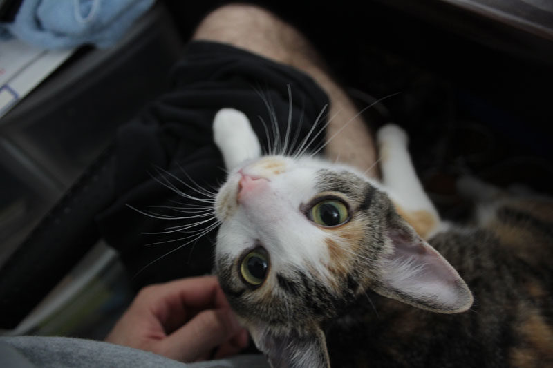 SUPAWCUTE ROUNDUP – August 2018