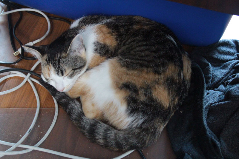 kalista-sleeping-at-feet