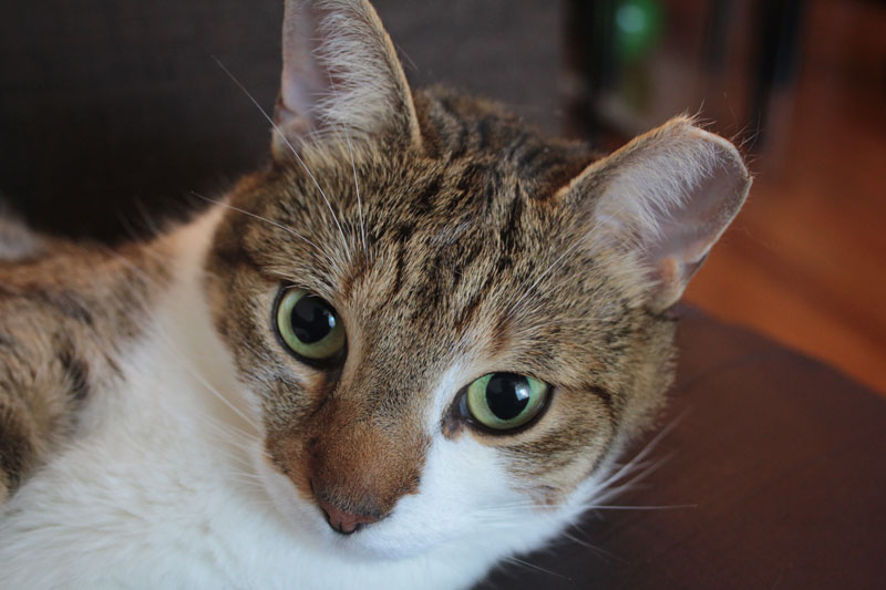 beau-close-up-face