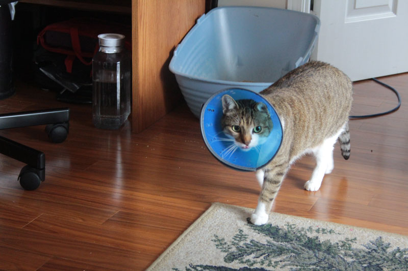 beau-in-cone