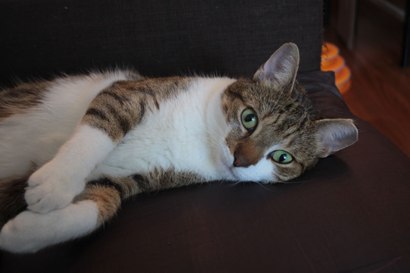 beau-lying-on-couch