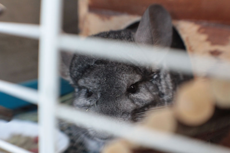 gary-through-cage