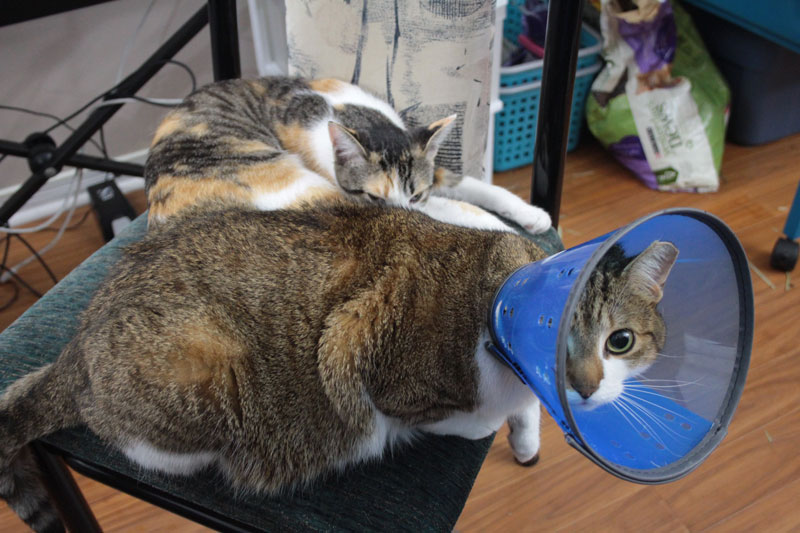 kalista-and-beau-on-chair